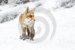 Red fox