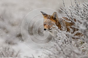 Red fox in a winter landschap,