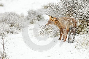 Red fox in a winter landschap,