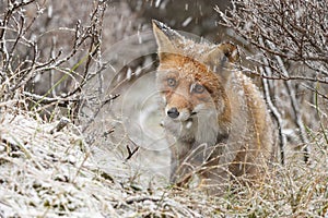 Red fox in a winter landschap, photo