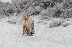 Red fox in a winter landschap, photo