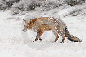 Red fox in a winter landschap,