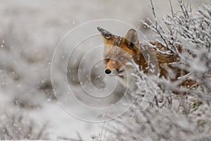 Red fox in a winter landschap, photo