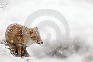 Red fox in a winter landschap, photo