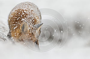 Red fox in a winter landschap, photo