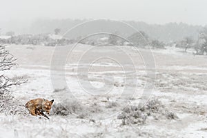 Red fox in a winter landschap, photo