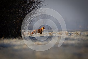 Red fox in winter. Red fox on a winter meadow