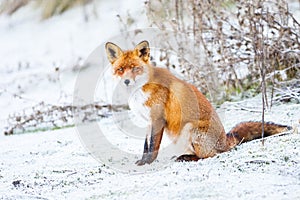 Red fox