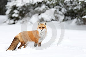 Red fox in winter snow