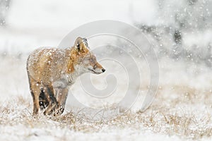 Red fox in wintertime