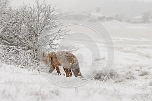 Red fox in wintertime