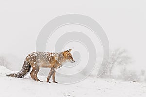 Red fox in wintertime