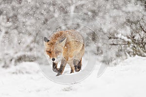 Red fox in wintertime