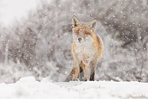 Red fox in wintertime