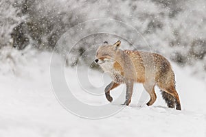 Red fox in wintertime