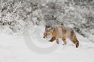 Red fox in wintertime