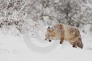 Red fox in wintertime