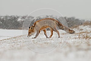 Red fox in wintertime