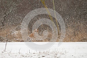 Red fox in wintertime