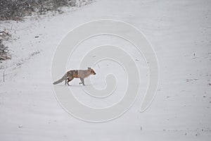 Red fox in wintertime