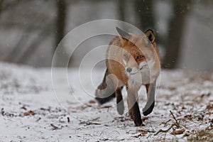 Red fox in wintertime