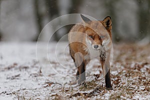 Red fox in wintertime