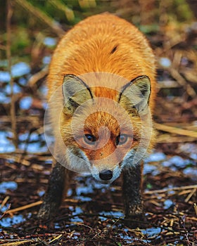 Red fox in the woods