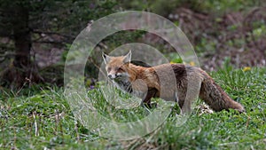 Liška obecná ( Vulpes vulpes )