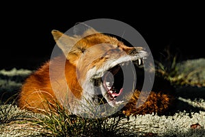 Red Fox Yawn Mouth Open Teeth