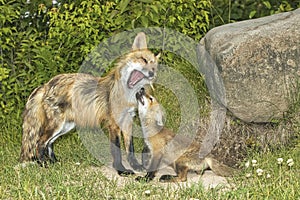 Red fox with young pup