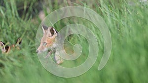 Red Fox Young Pup hiding on a grass. Vulpes vulpes