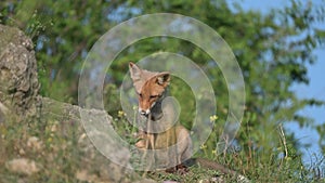 Red Fox Young Pups hiding in the grass. Vulpes vulpes