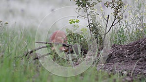 Red Fox Young Pups ihiding on a grass. Vulpes vulpes