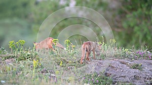 Red Fox Young Pups. Vulpes vulpes