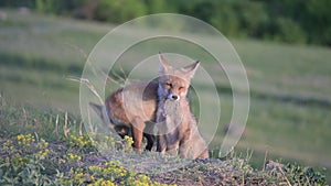 Red Fox Young Pups Vulpes vulpes in the wild