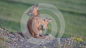Red Fox Young Pups Vulpes vulpes in the wild