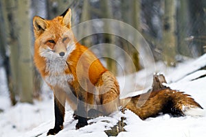 Red Fox Yukon Territories Canada