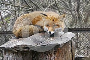 Red fox in zoo photo