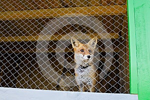 Red fox in the zoo cage