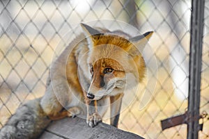 The red fox in the zoo crawls around the cage and looks around
