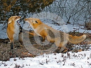 Red Foxes