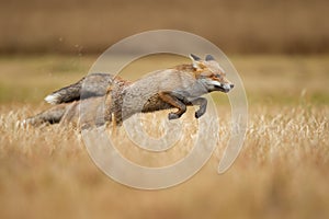 Líšky skákajúci cez tráva.. hon a rýchlosť. skákanie zviera 