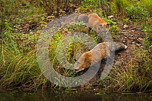 Red Foxes Vulpes vulpes Look Into Water Autumn