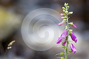 Red Foxglove, Eifel