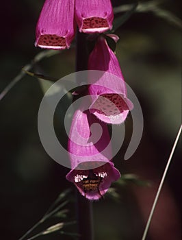 red foxglove flowers are visited photo