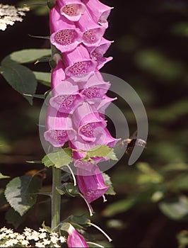 red foxglove flowers are visited photo