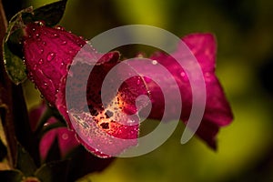 Red Foxglove in the Rain