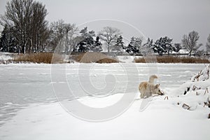 Red foxy dog hunting in the reeds in the frozen lake