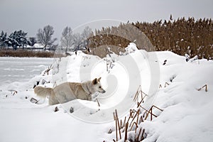 Red foxy dog hunting in the reeds in the frozen lake