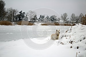 Red foxy dog hunting in the reeds in the frozen lake